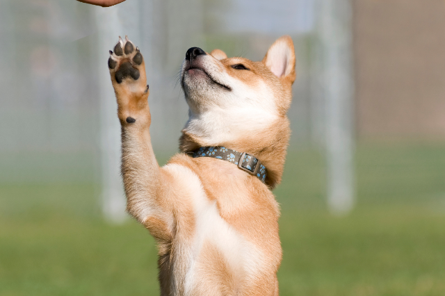 Preventing Dog Bites: Tips for Staying Safe